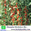 Chinese Wolfberry Seeds for cultivating with high yield
